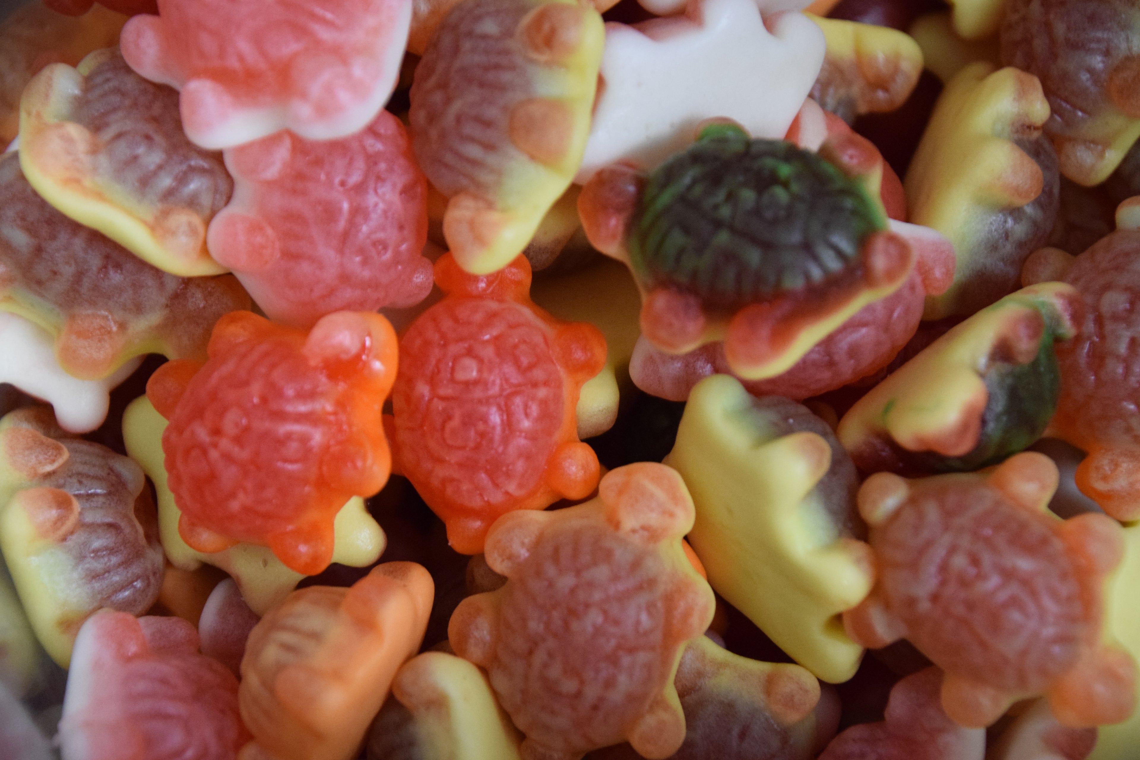 Filled Whales & Turtles